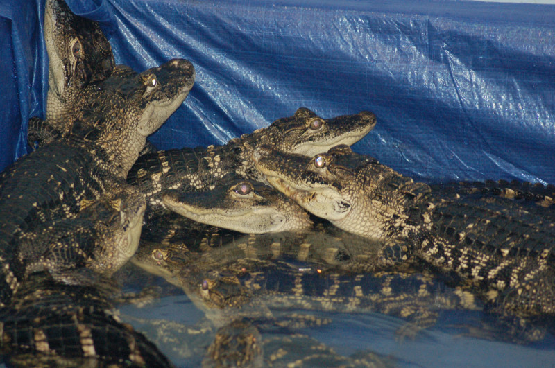 Reptilefest 2011