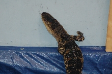 Reptilefest 2011
