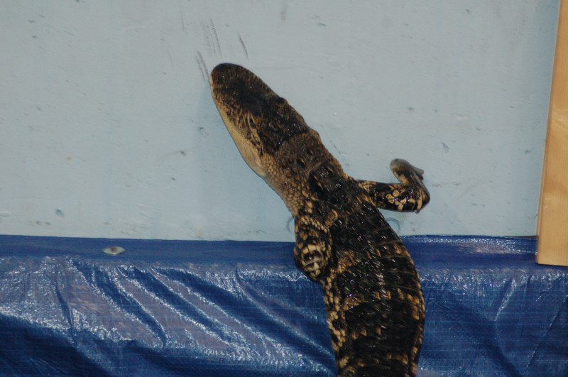 Reptilefest 2011