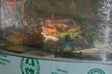 Reptilefest 2011