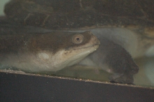 Reptilefest 2011