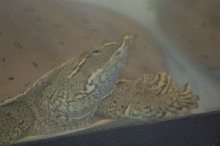 Reptilefest 2011