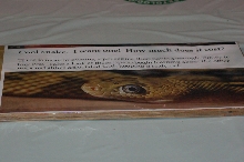 Reptilefest 2011