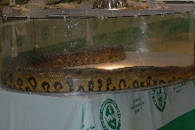 Reptilefest 2011