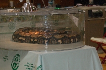 Reptilefest 2011