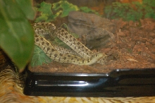 Reptilefest 2011