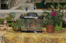 Reptilefest 2011
