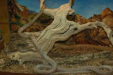 Reptilefest 2011