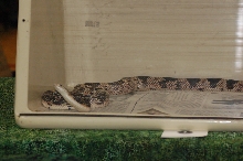 Reptilefest 2011