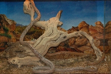 Reptilefest 2011