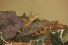 Reptilefest 2011