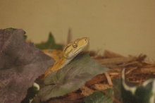 Reptilefest 2011