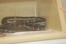 Reptilefest 2011