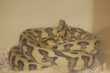 Reptilefest 2011