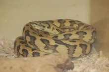 Reptilefest 2011