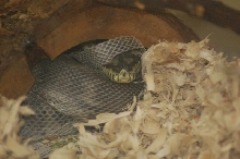 Reptilefest 2011