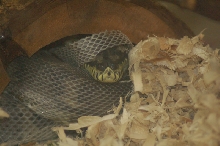 Reptilefest 2011