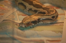Reptilefest 2011