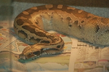 Reptilefest 2011