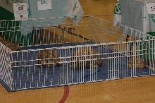 Reptilefest 2011