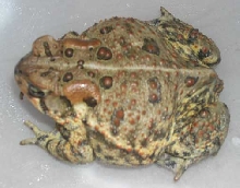 Toad