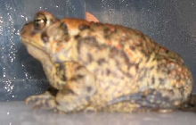 Toad