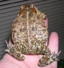 Toad