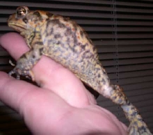 toad