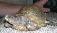 Severly Abused Boxie