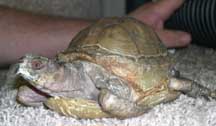 Severly Abused Boxie