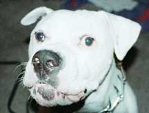 Brutus