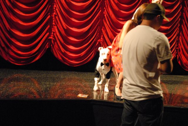 Wallace: Rise of an Underdog