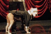 Wallace: Rise of an Underdog