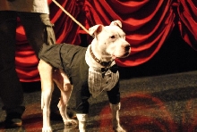 Wallace: Rise of an Underdog