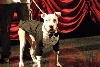 Wallace: Rise of an Underdog
