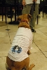 Wallace: Rise of an Underdog
