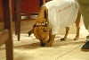 Wallace: Rise of an Underdog