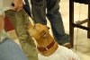 Wallace: Rise of an Underdog