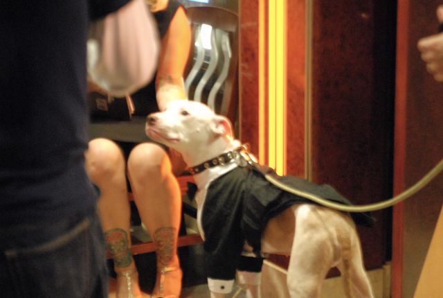 Wallace: Rise of an Underdog