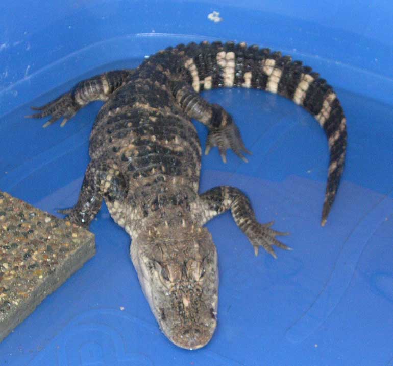 Wallygator