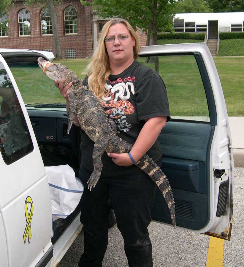 Wallygator