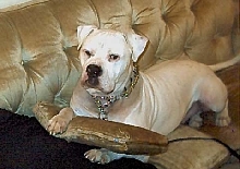 Brutus