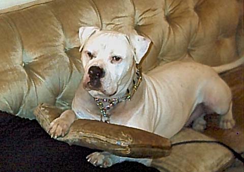 Brutus