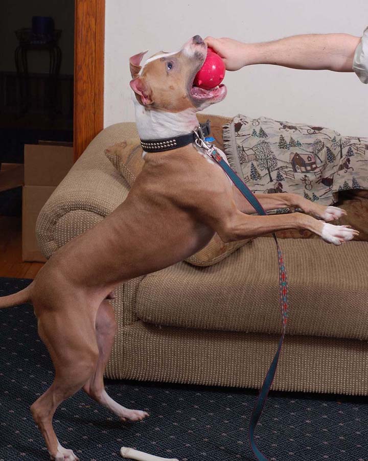 Caesar