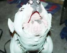 Brutus