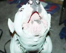 Brutus
