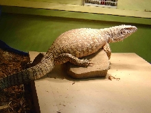 Zulu