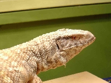 Zulu Close Up