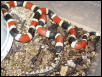 Coral snake snacking
