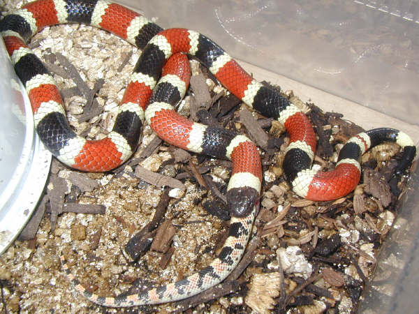 Coral snake snacking
